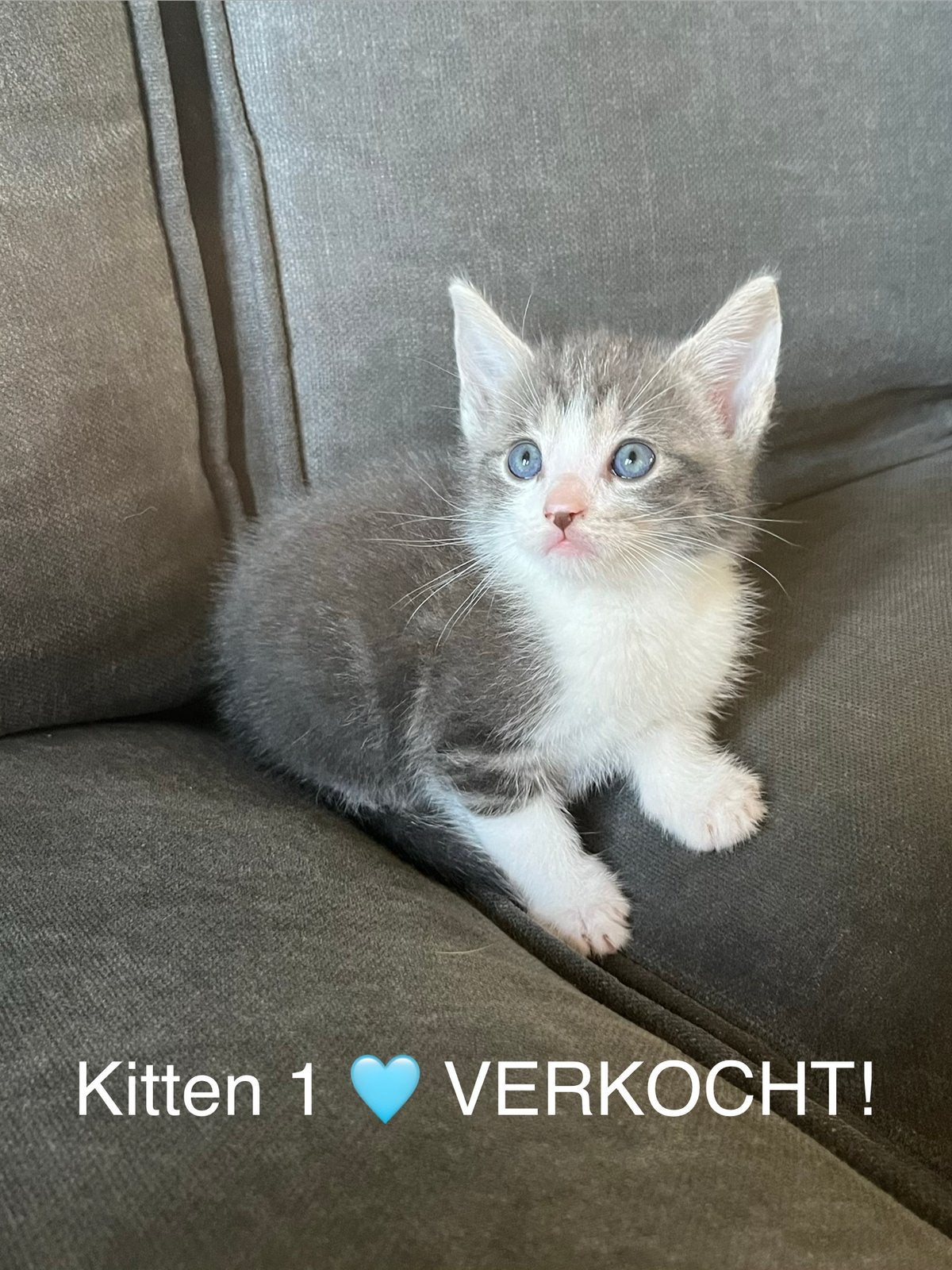 Kittens van half blauwe rus, Kater
