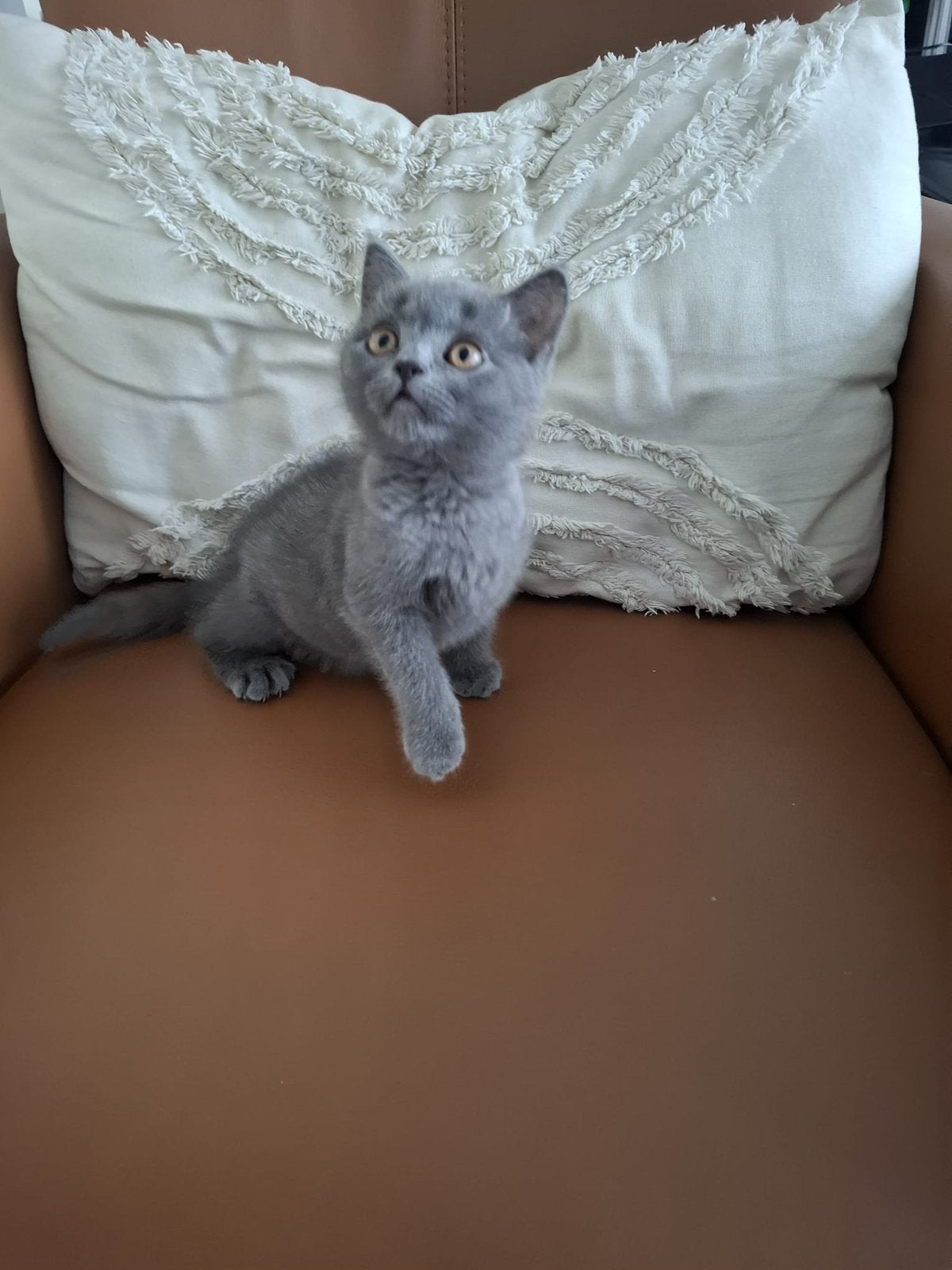 Britse korthaar kitten poesje 9,5 weken. gechipt en ingeënt, Dieren en Toebehoren, Katten en Kittens | Raskatten | Korthaar, Poes