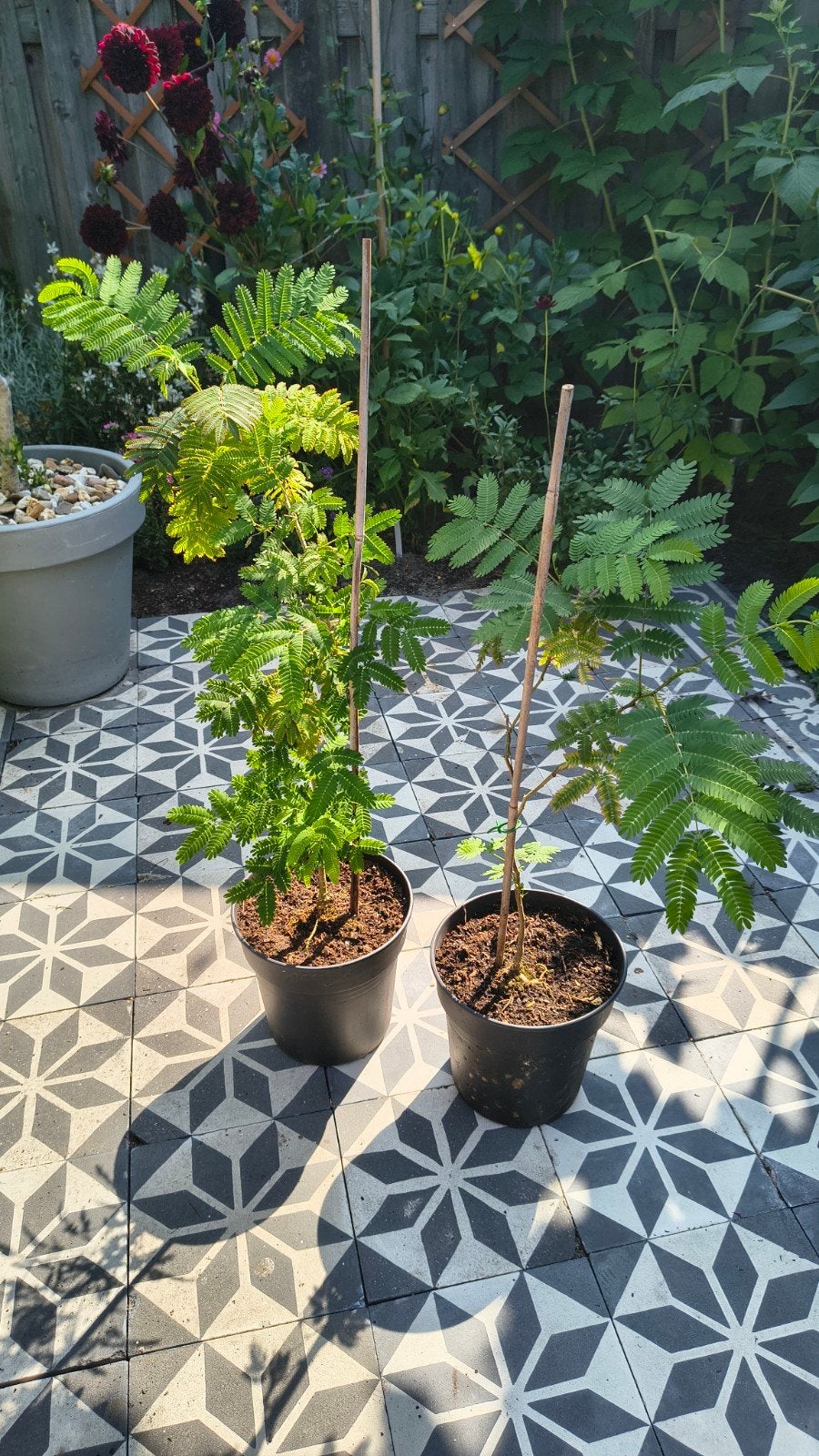 Perzische slaapboom, Overige soorten, Minder dan 100 cm, Zomer, Ophalen