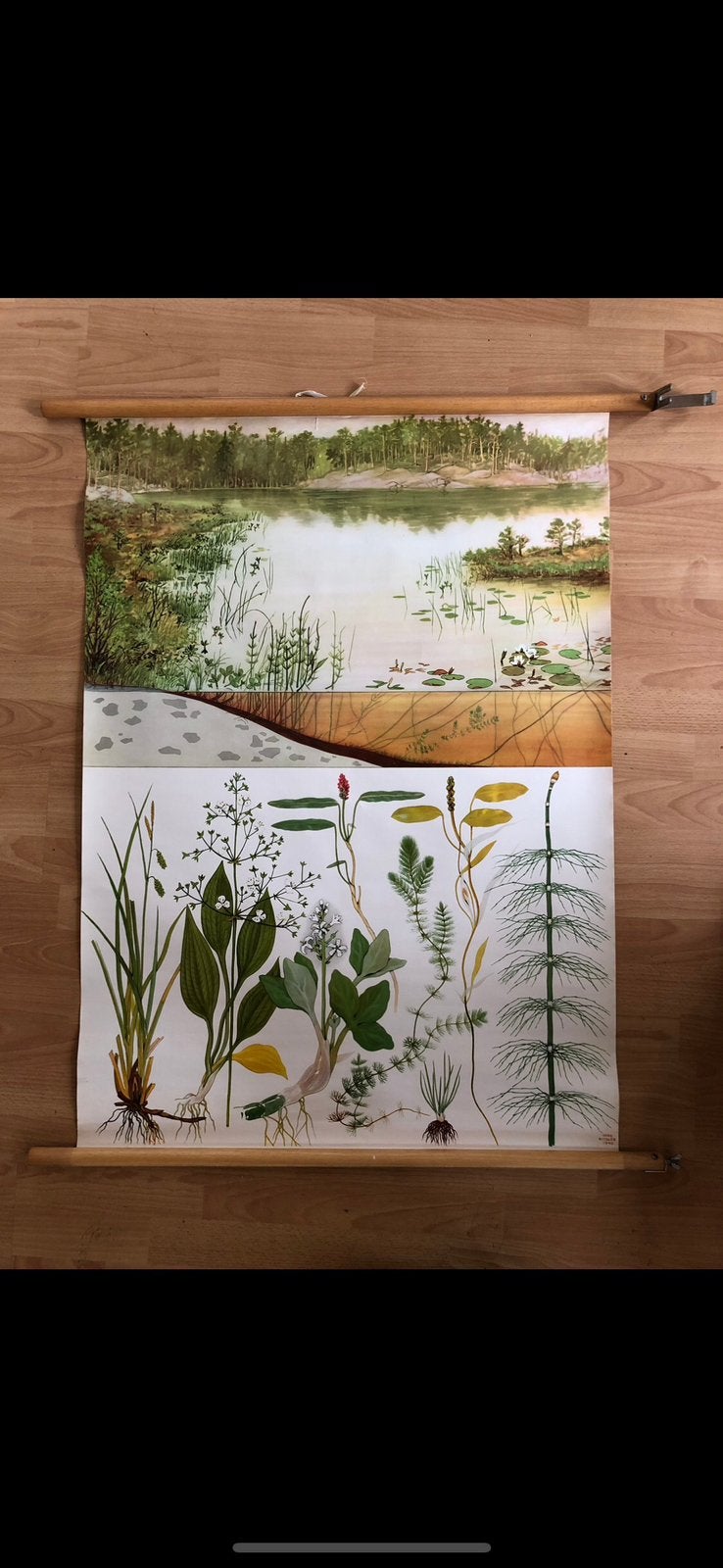 Schoolplaat De Voedingarme Plas, Antiek en Kunst, Ophalen, Natuur en Biologie