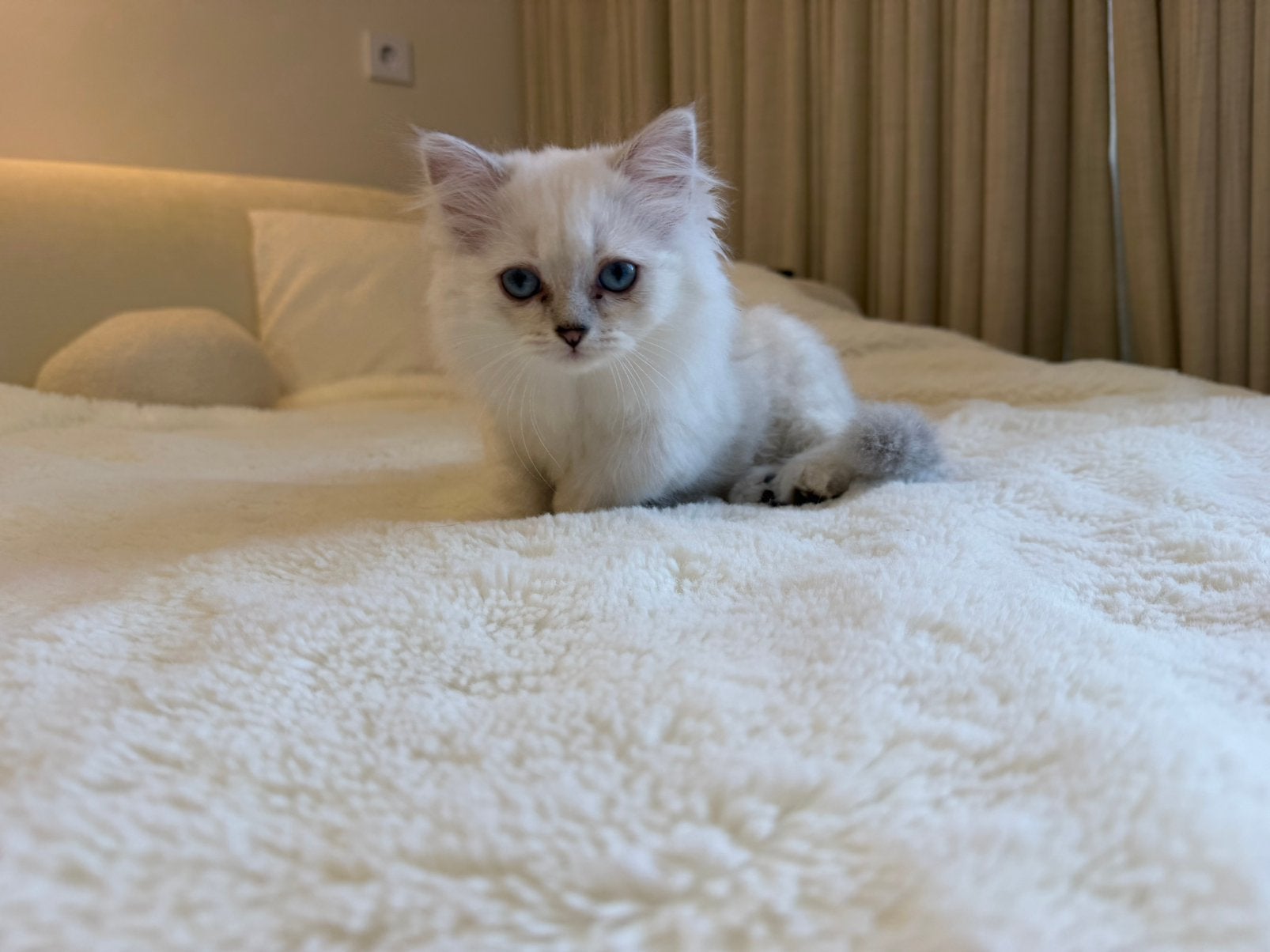 Unieke Britse Langhaar/Ragdoll kittenSpeels,aanhankelijk, Overige rassen, Teef, Eén hond, Nederland
