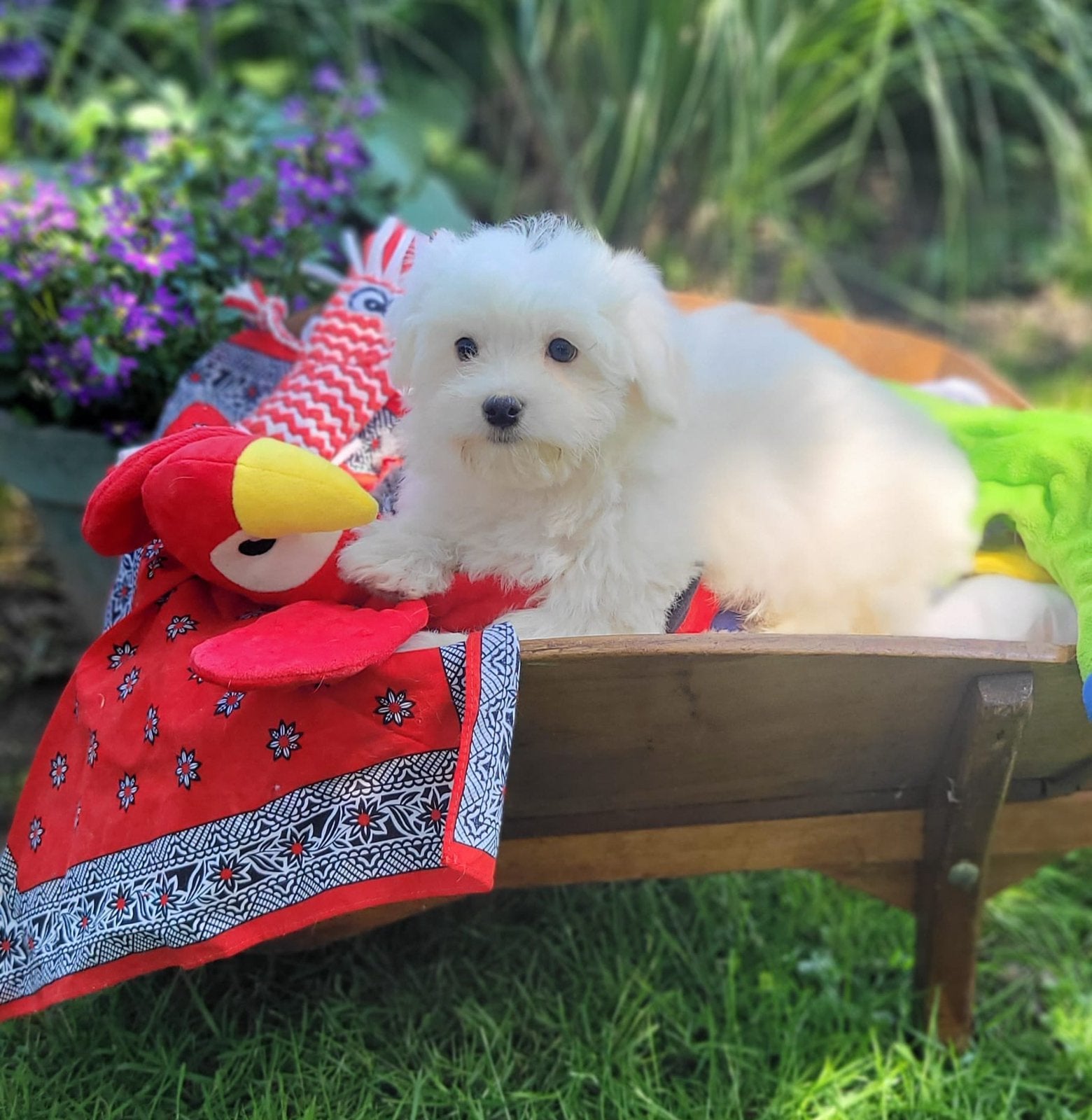 Leuke maltezer pups te koop!, Parvo, Maltezer, 8 tot 15 weken, Meerdere