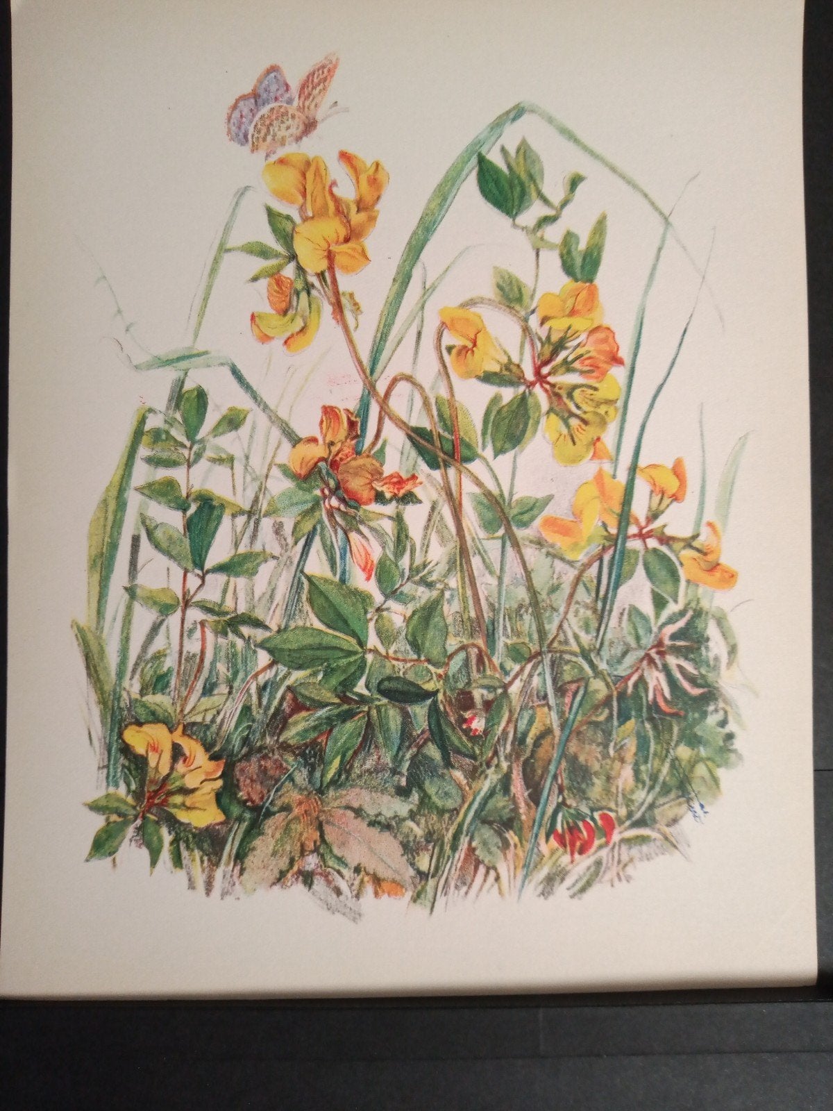 Botanische prent Gemene Rolklaver verder zie omschv getekend, Verzamelen, Verzenden, Zo goed als nieuw, Prent, Natuur
