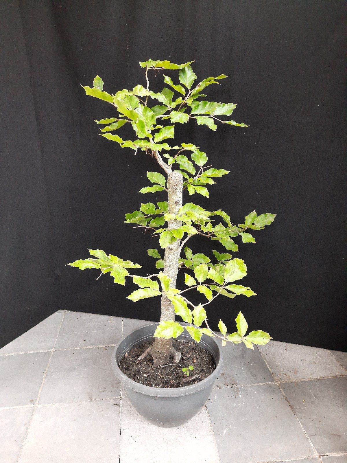 pre bonsai Fagus Sylvatica, Ophalen of Verzenden