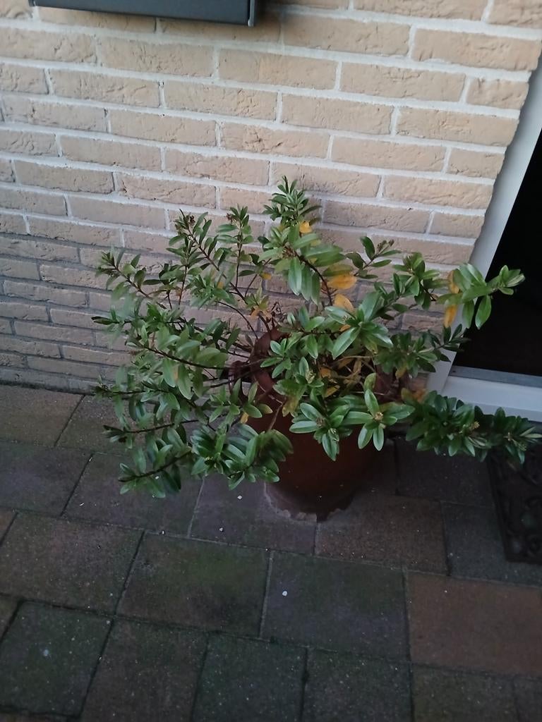 Ouderwetse Keulse pot, Antiek en Kunst, Ophalen of Verzenden
