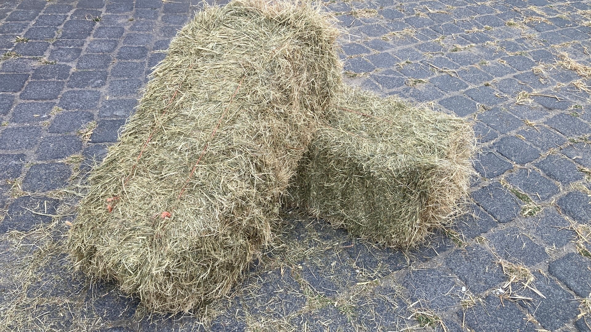 Kleine balen hooi. 1e kwaliteit, Dieren en Toebehoren, Paarden, Hengst, Niet van toepassing, Minder dan 160 cm, 0 tot 2 jaar