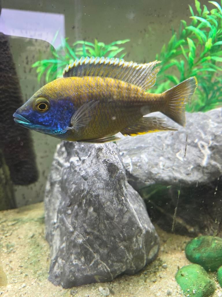 Aulonocara malawi chicliden man, Dieren en Toebehoren, Vissen | Aquariumvissen, Vis