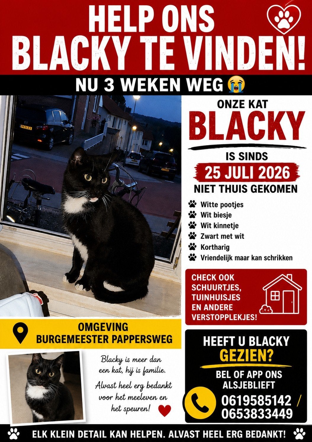 Onze kat Blacky vermist, Dieren en Toebehoren, Kat