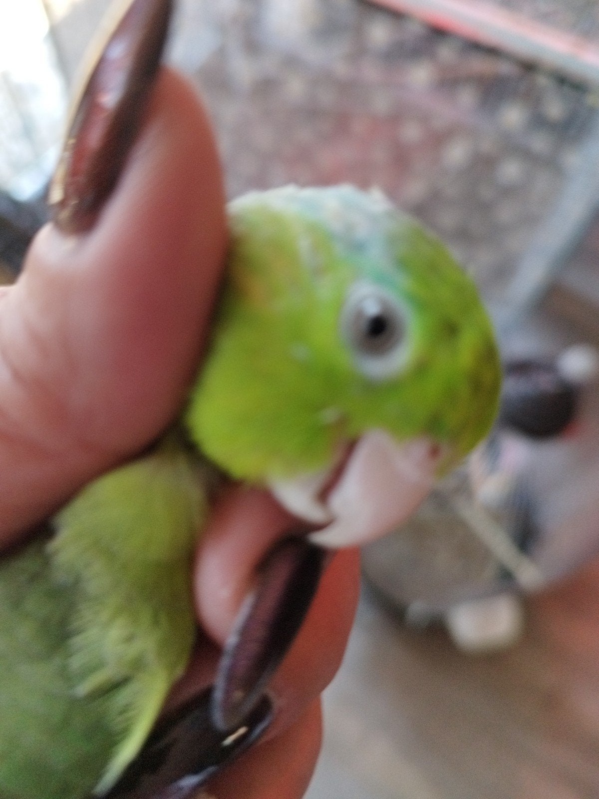 Meerdere vogels te koop, Meerdere dieren, Parkiet