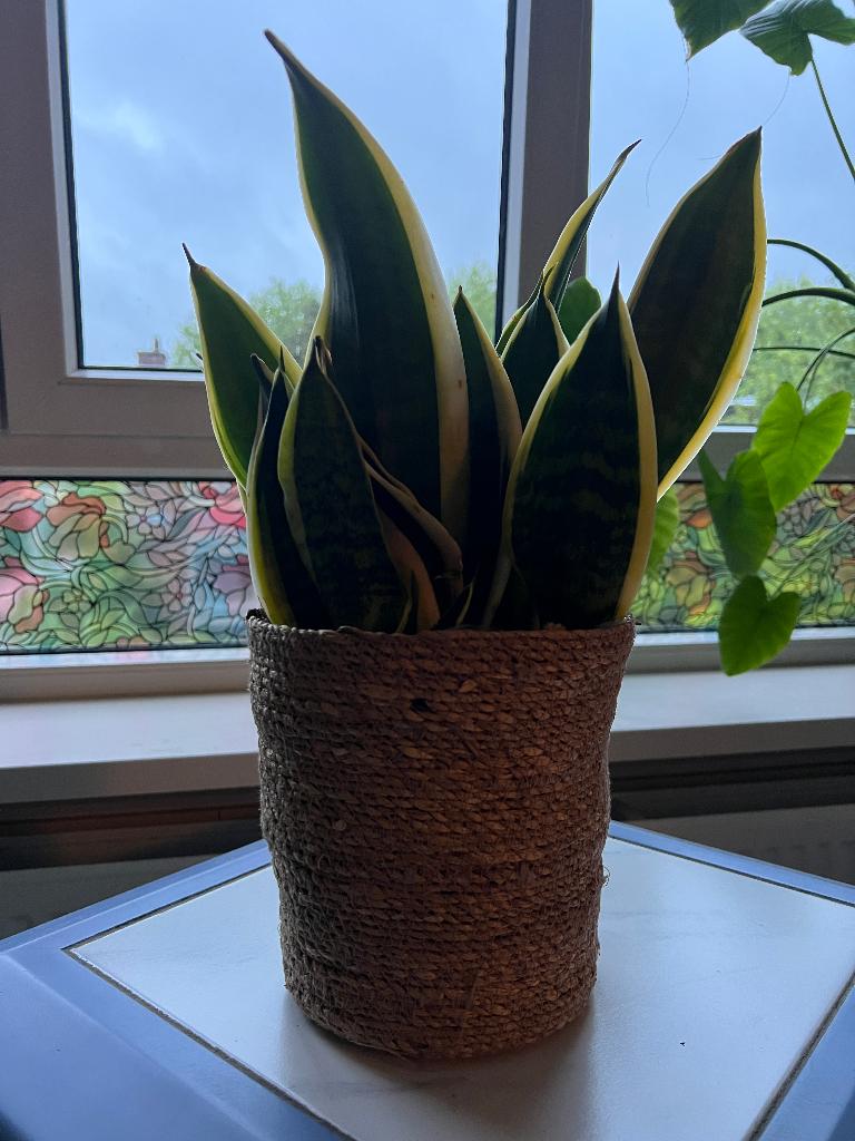 Volle Sansevieria Laurentii (Vrouwentong) – 47,5 cm + mand, Ophalen, Vetplant, Halfschaduw, In pot