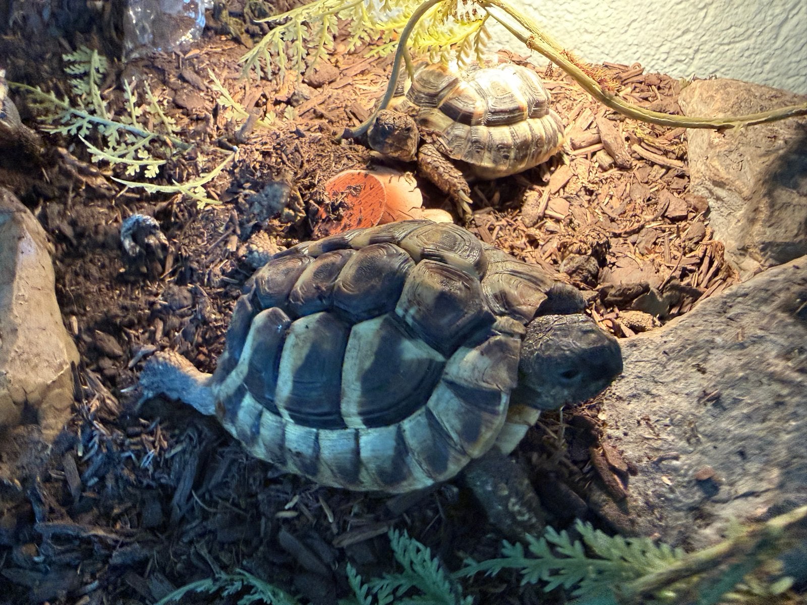 Te koop: 4 Griekse landschildpadjes Tortoise photo 4