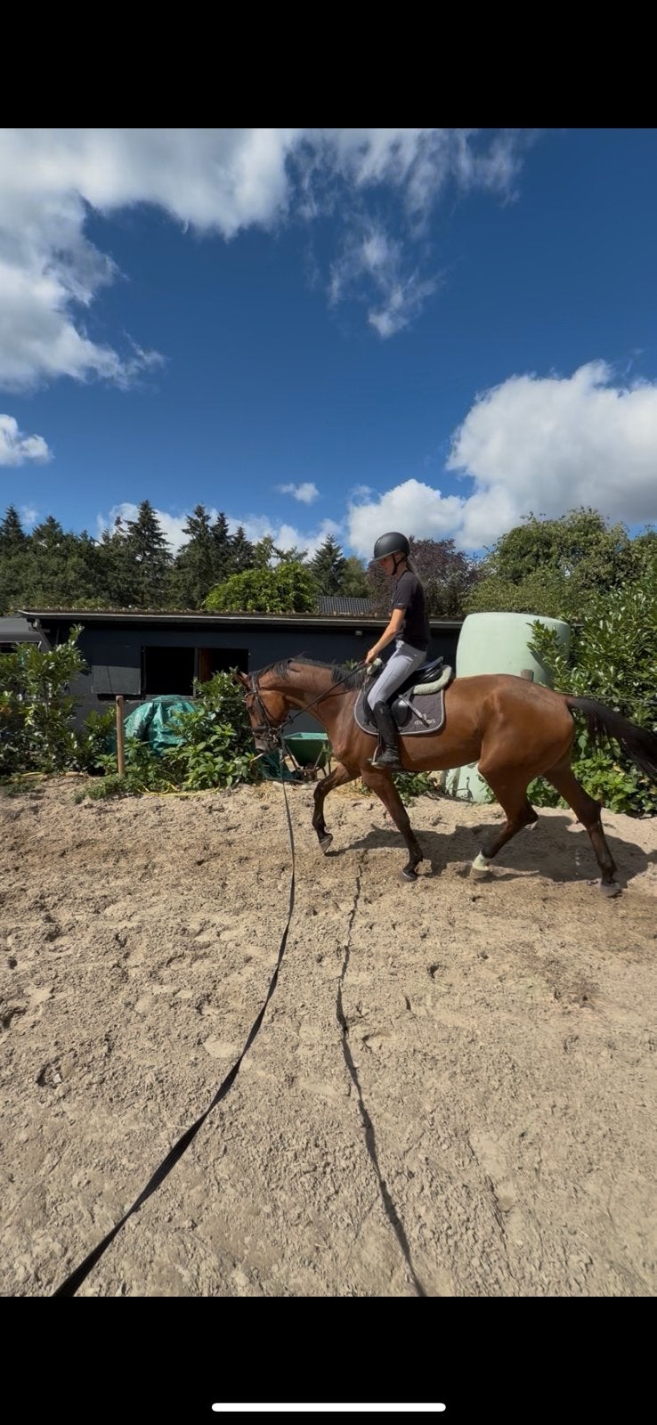 3-jarige ruin Opus One JDV x Vittorio, Dieren en Toebehoren, Springpaard, 175 cm of meer, Ruin, 3 tot 6 jaar