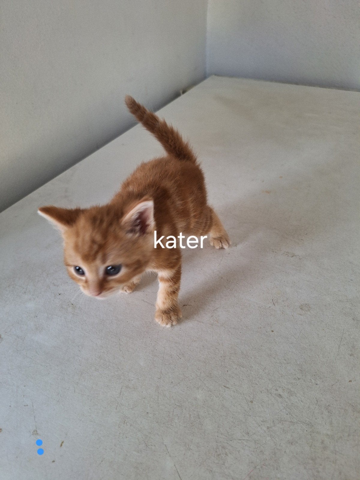 3 mooie kittens, Meerdere dieren
