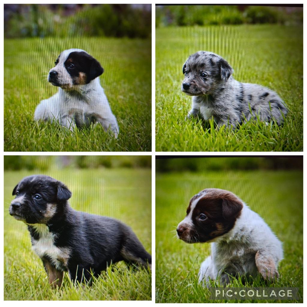prachtige Border Collie x Austr Cattle Dog/ Labrador puppy's, Dieren en Toebehoren, Parvo, Overige rassen, 8 tot 15 weken, Meerdere