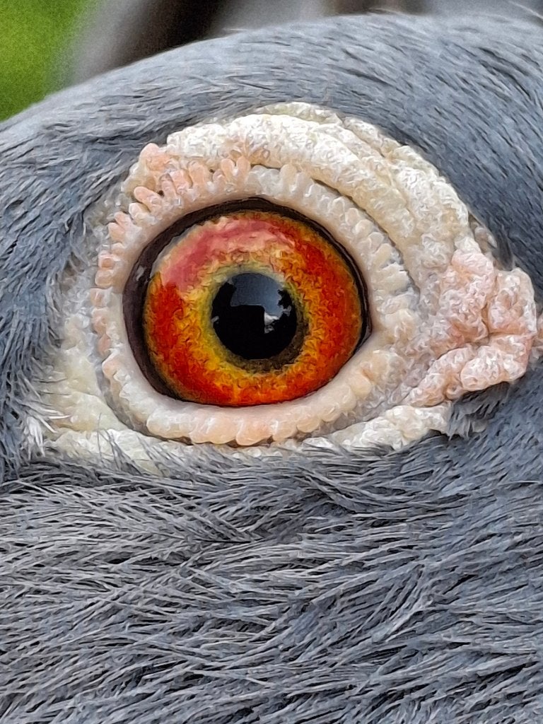 Kleinzoon doffer uit original Carlo gijselbrecht, Dieren en Toebehoren, Vogels | Duiven, Mannelijk, Postduif