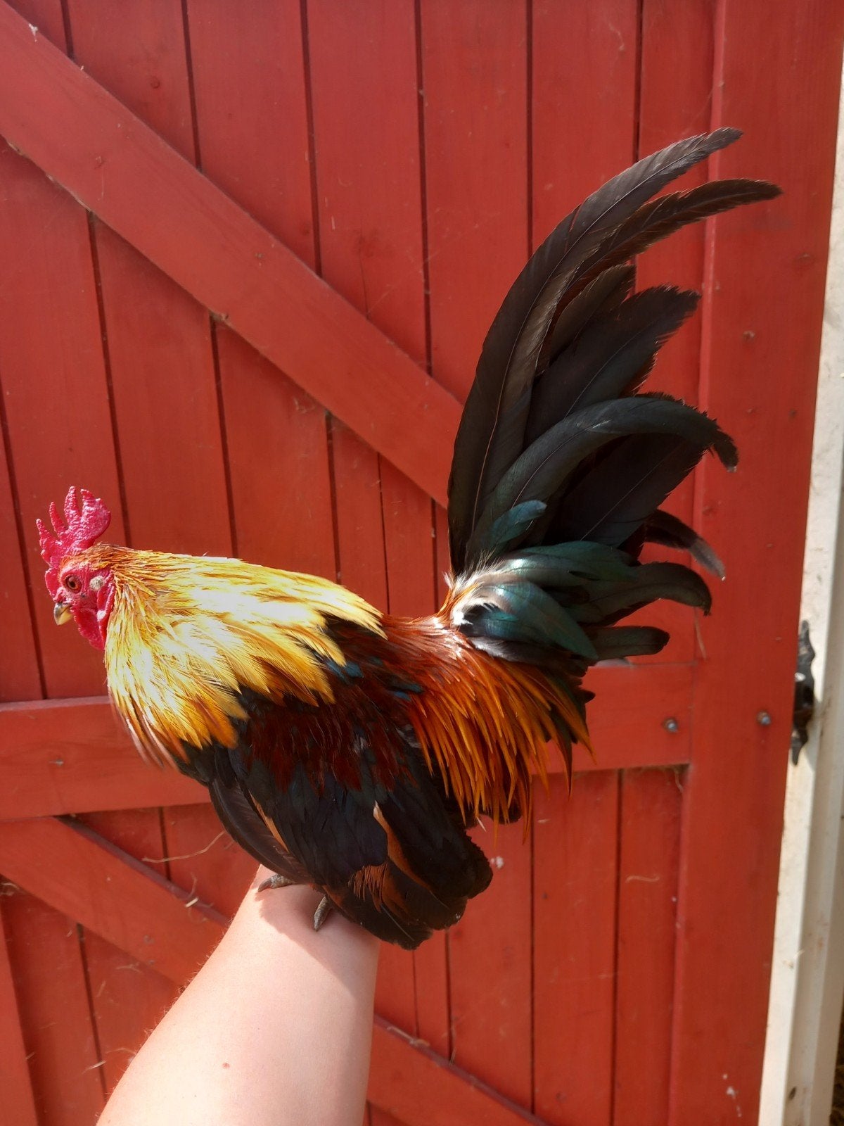 Super lieve Serama haan, Dieren en Toebehoren, Mannelijk, Kip