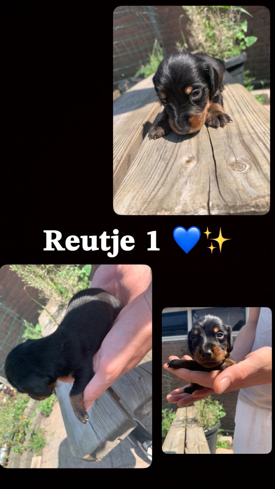 Prachtige Kaninchen/Dwergteckel pups (half langhaar), 8 tot 15 weken, Dwerg, Langhaar, Meerdere dieren