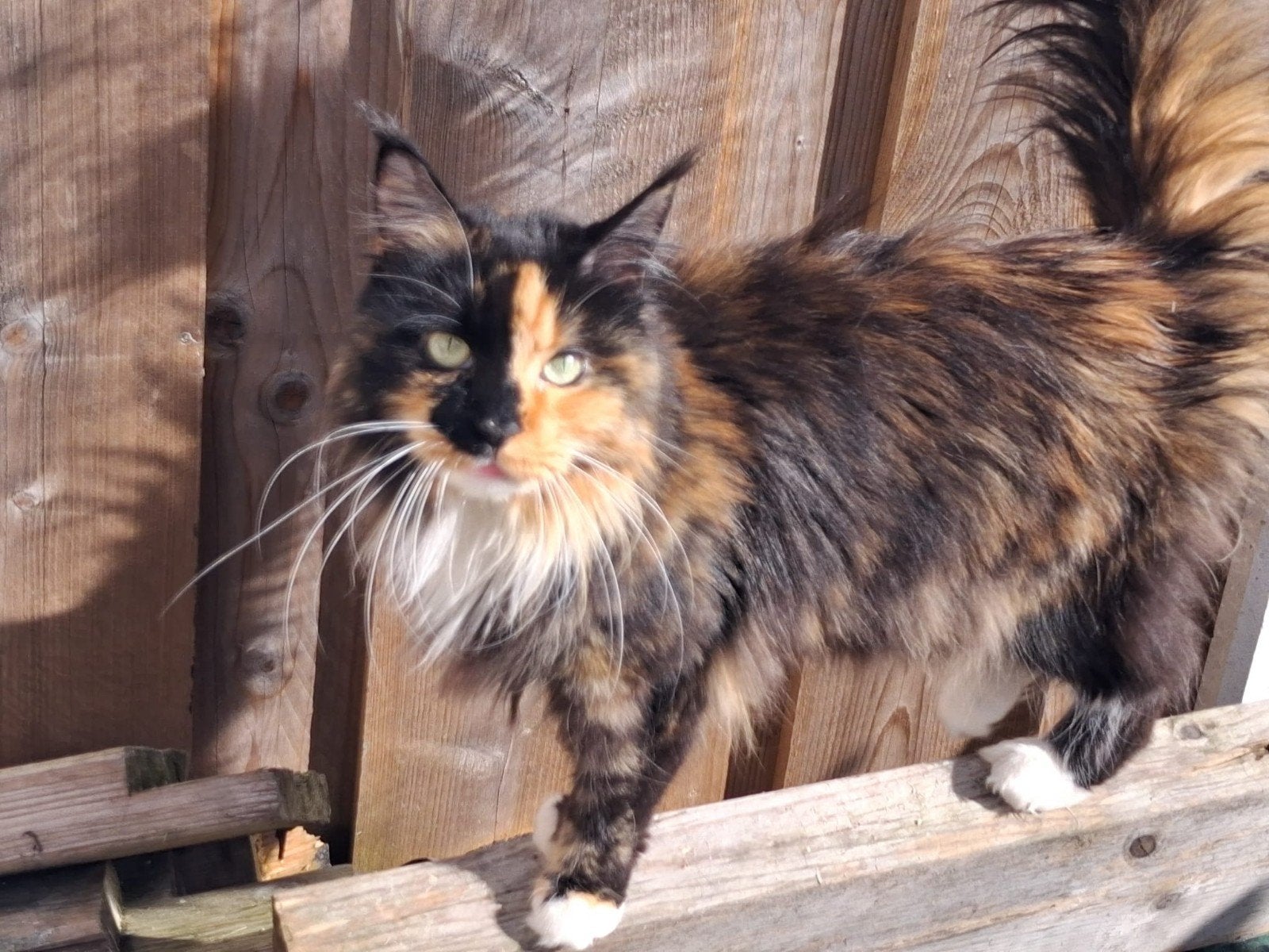 Maine coon poes, Poes, Gechipt, 3 tot 5 jaar