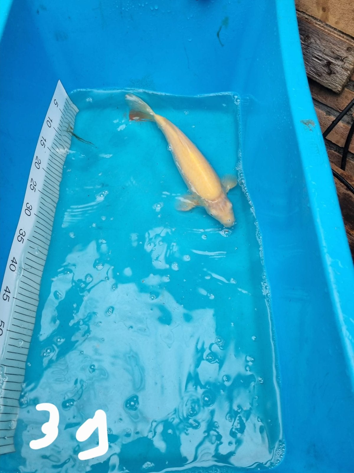 Te koop japanse koi ki-goi 39cm, Dieren en Toebehoren, Karper of Koi