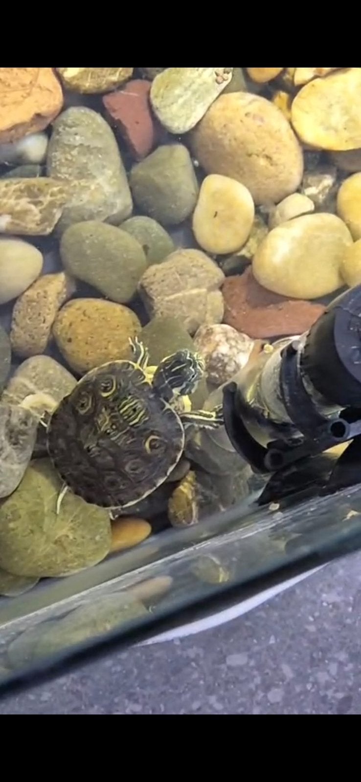 Waterschildpad inclusief aquarium Turtle - unknown for sale from S.