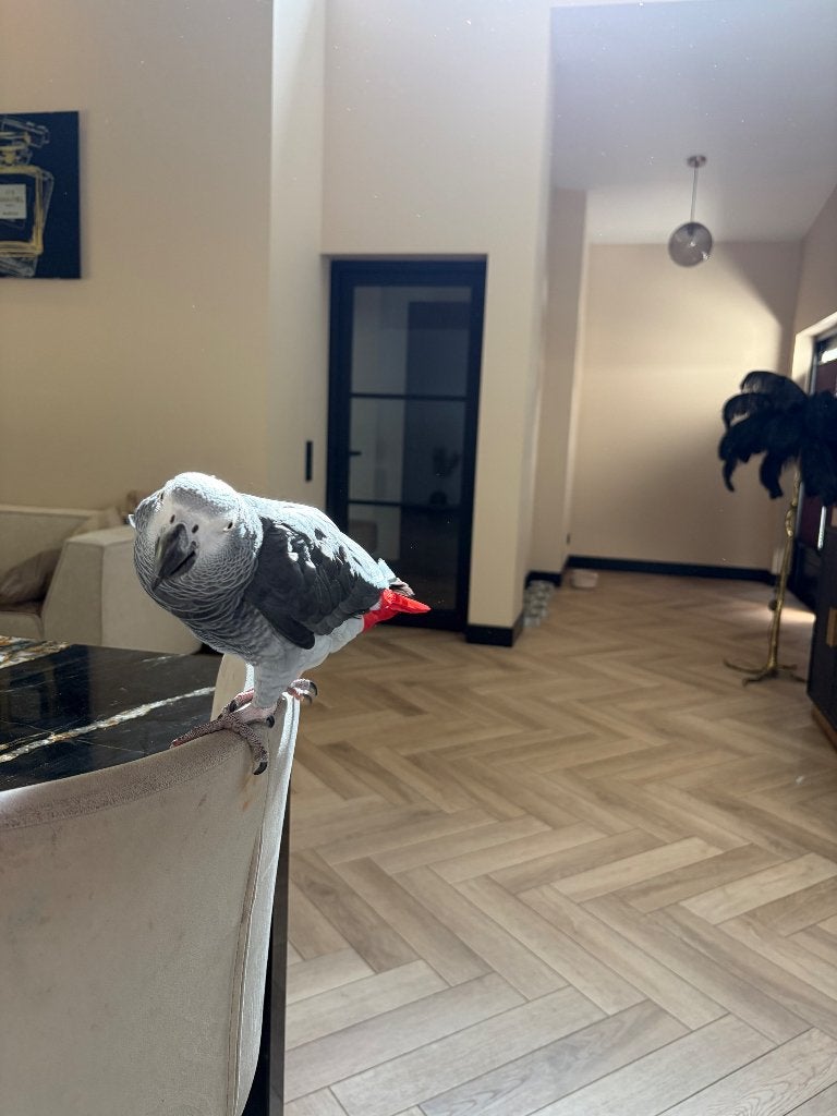 Grijze roodstaart papegaai Chevy – 12 jaar –, Dieren en Toebehoren, Vogels | Parkieten en Papegaaien, Mannelijk, Papegaai, Pratend
