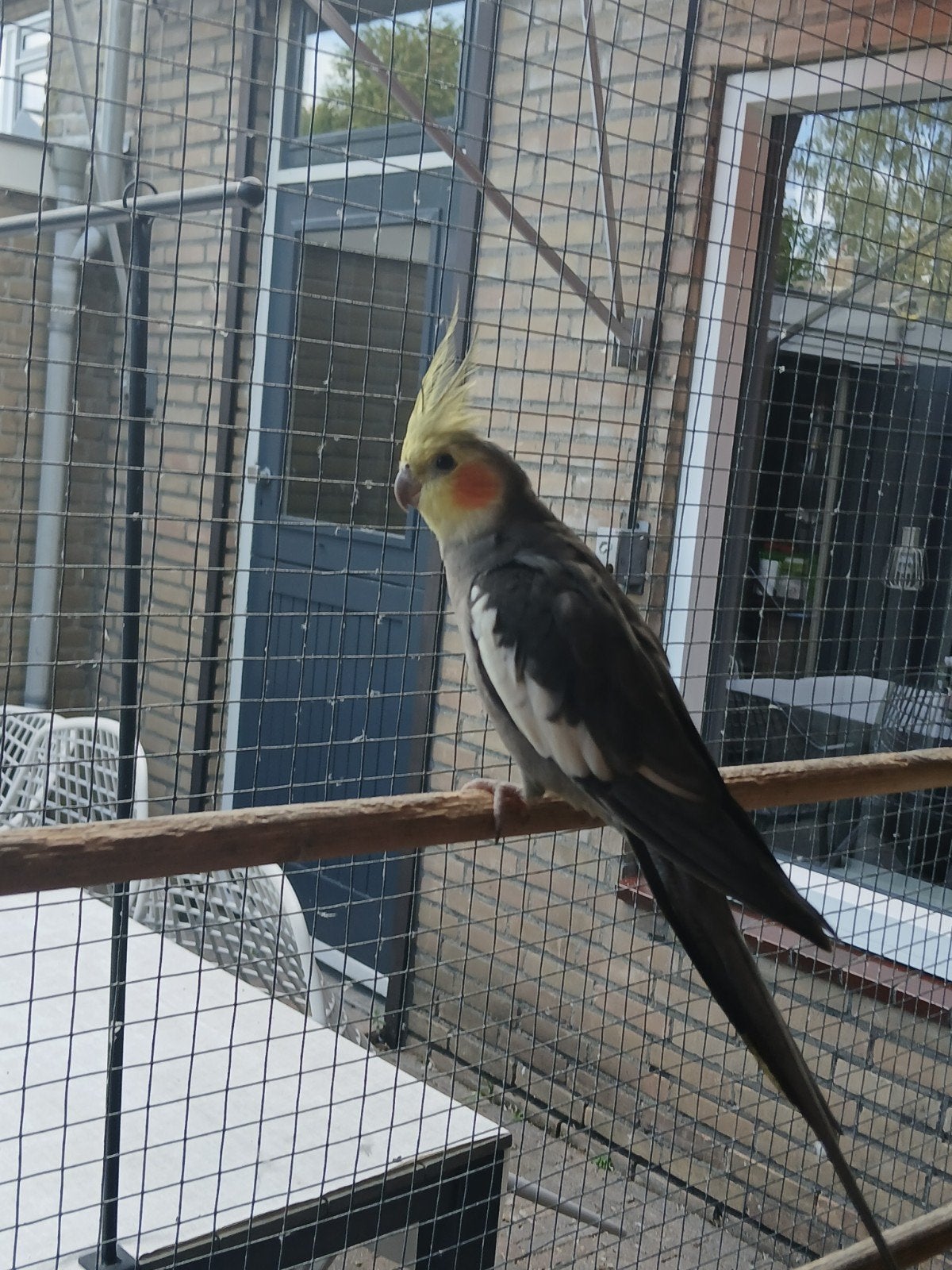 Jonge valkparkieten te koop!!, Meerdere dieren, Parkiet