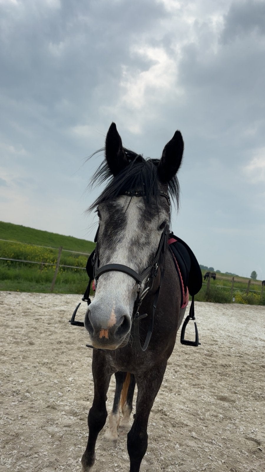 Bijrijder/verzorger gezocht voor mijn paard, Ophalen