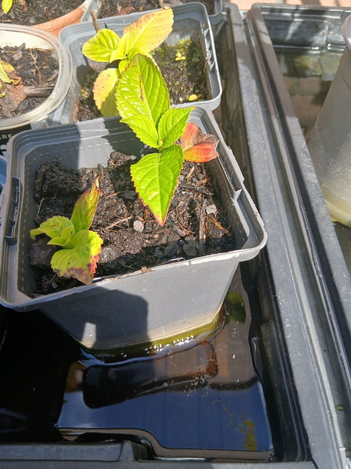 Hortensia stekjes - Kweek je eigen prachtige hortensia's!, Tuin en Terras, Vaste plant, Halfschaduw, Zomer, Ophalen