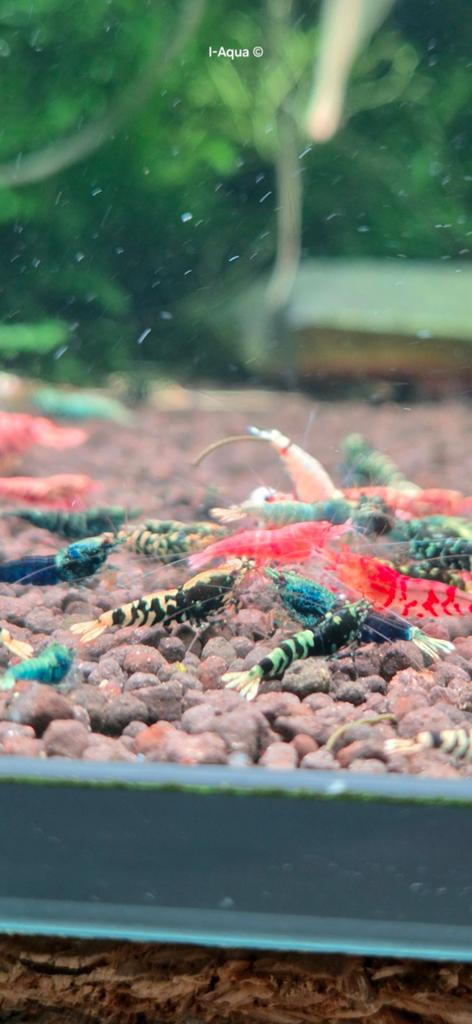 Foto 12 van Skittles caridina garnalen bezorging mix 10+5 gratis!