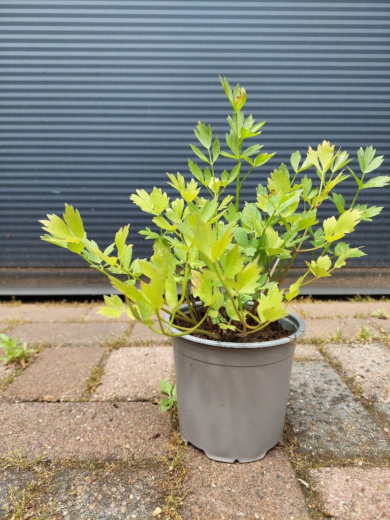 Lavas - Maggikruid (Smaakmaker voor soep/stoofschotels) H:30, Ophalen, Vaste plant, Halfschaduw, Kruiden