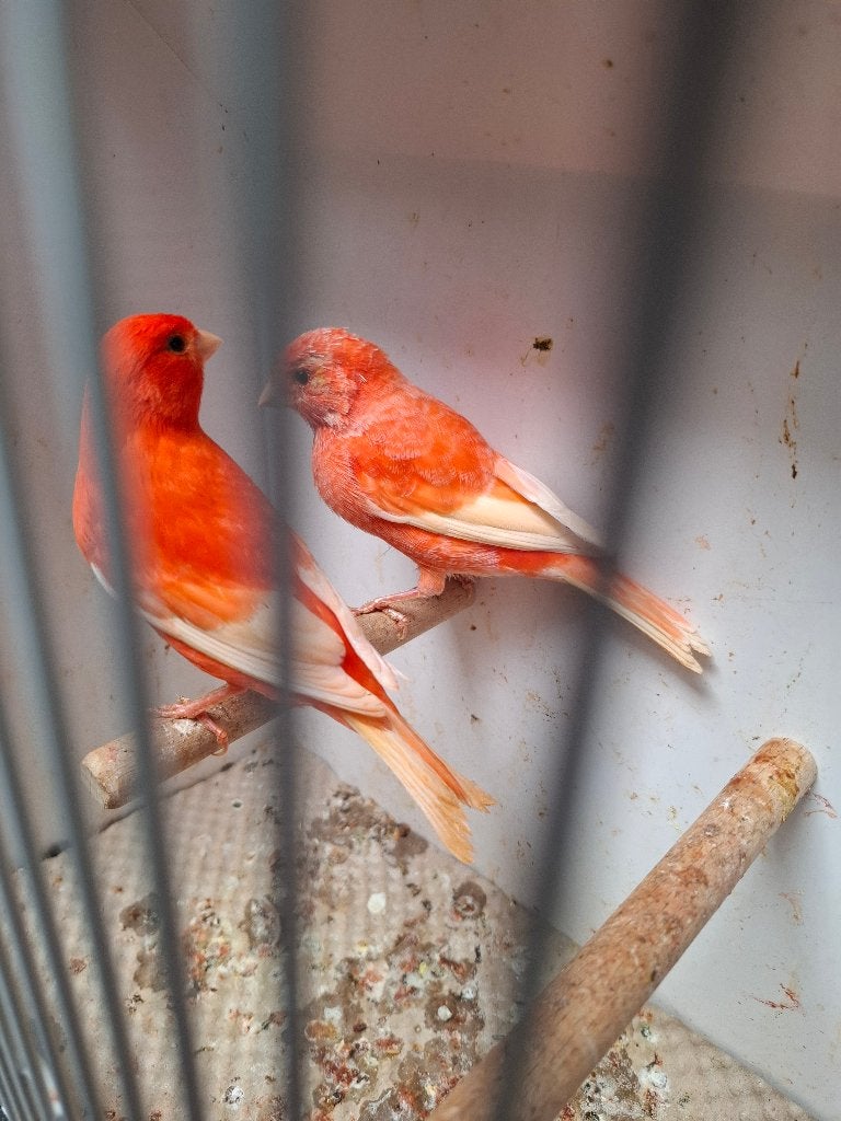 Rood witvleugel kanaries 2026, Meerdere dieren, Kleurkanarie