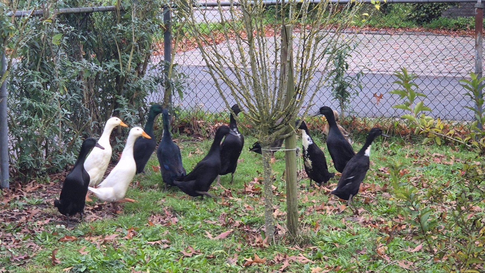 loopeendjes, Meerdere dieren