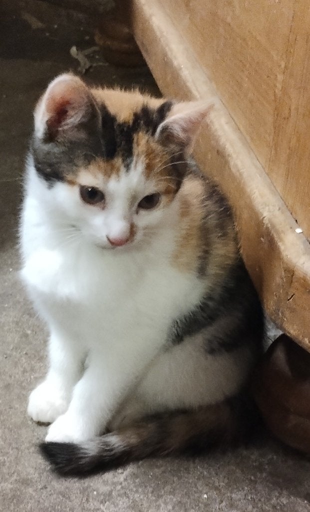 Mooie, gezonde en ingeënte kittens mogen het nest verlaten, Meerdere dieren, Langharig, 0 tot 2 jaar