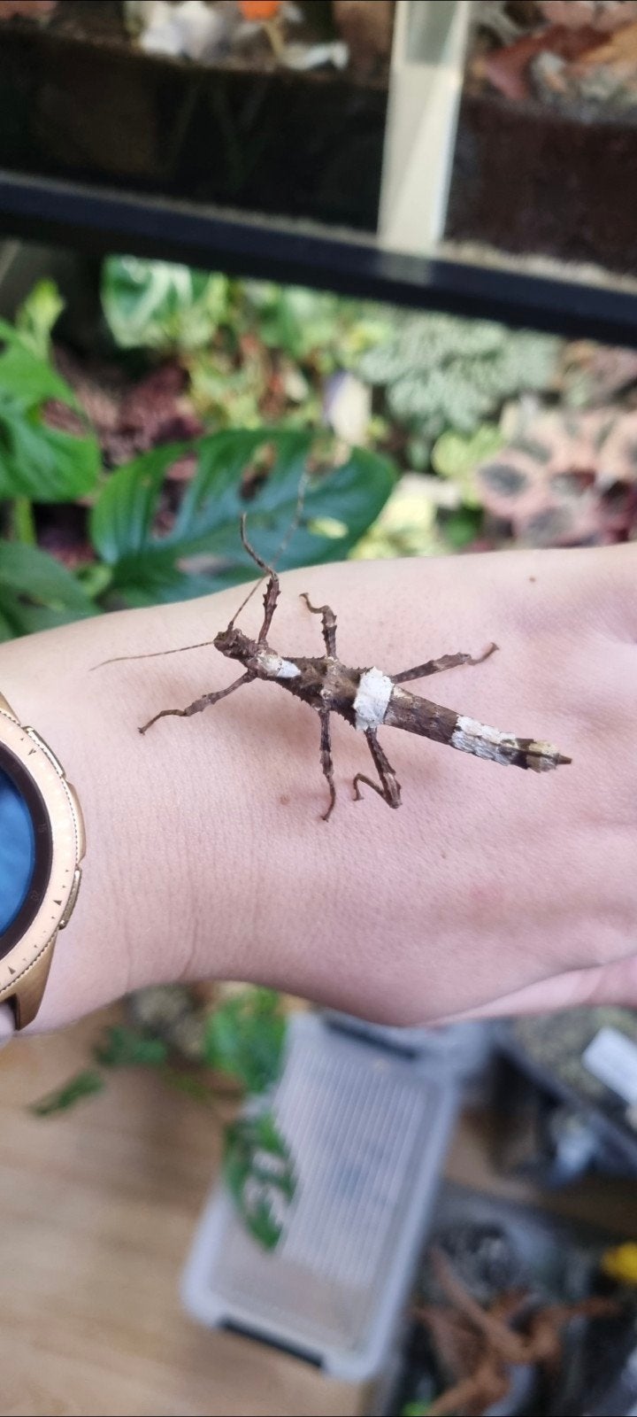 Eitjes wandelende tak: Sungaya aeta, Wandelende tak
