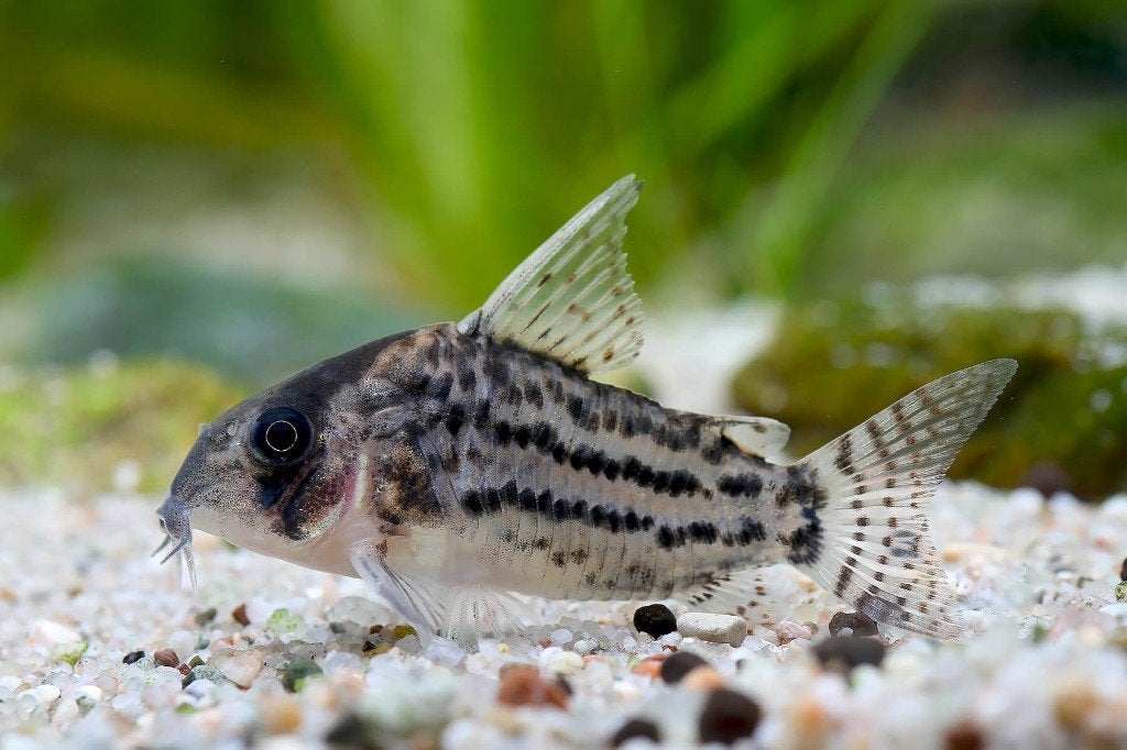 5 Corydoras schwartzi, Vis, Zoetwatervis