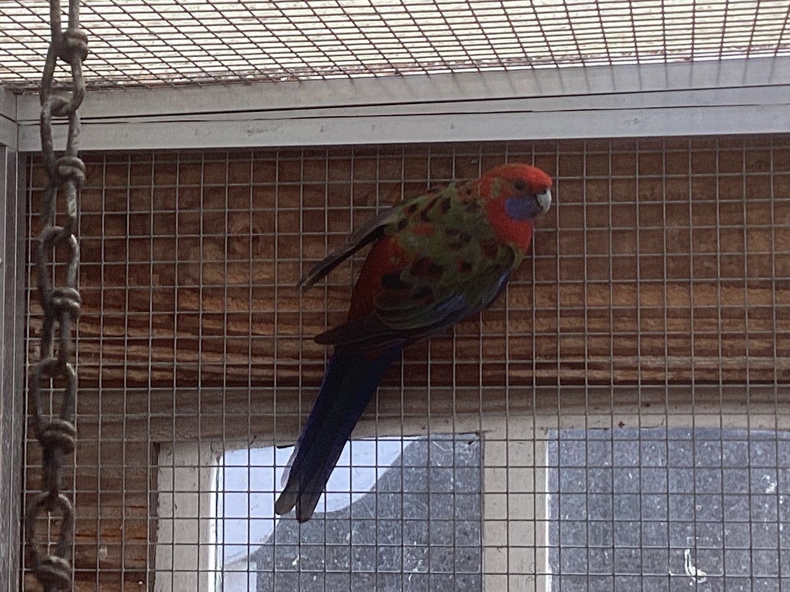 Pennant pop, Dieren en Toebehoren, Vogels | Parkieten en Papegaaien, Vrouwelijk, Parkiet, Geringd
