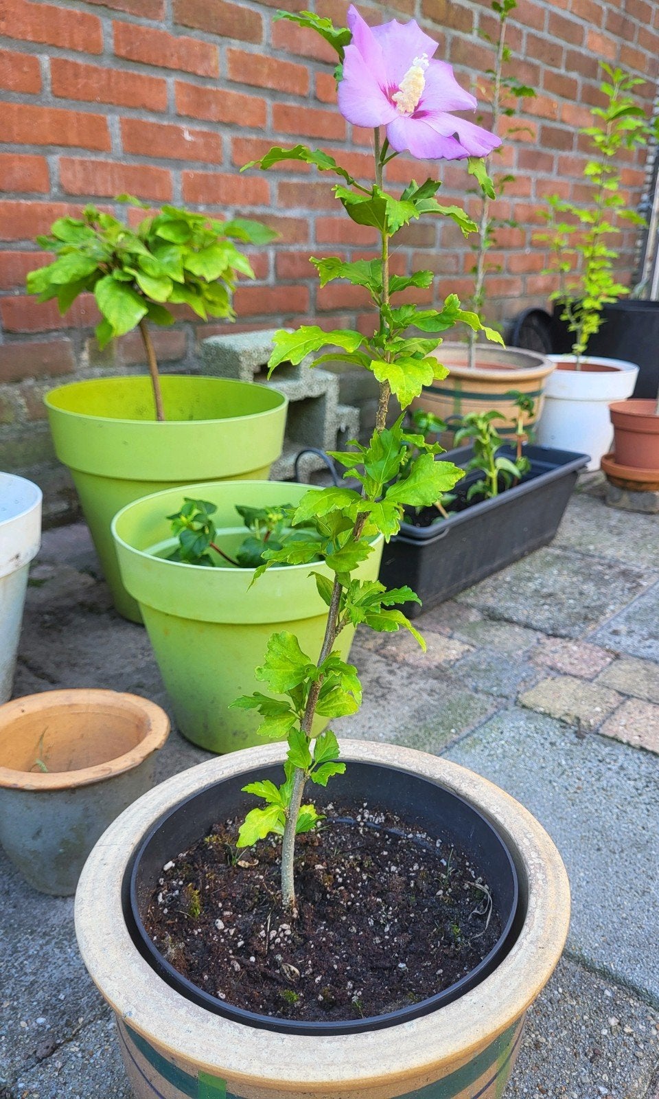 Hibiscus roze 40cm, Tuin en Terras, Planten | Tuinplanten, Volle zon, Vaste plant, Zomer, Ophalen