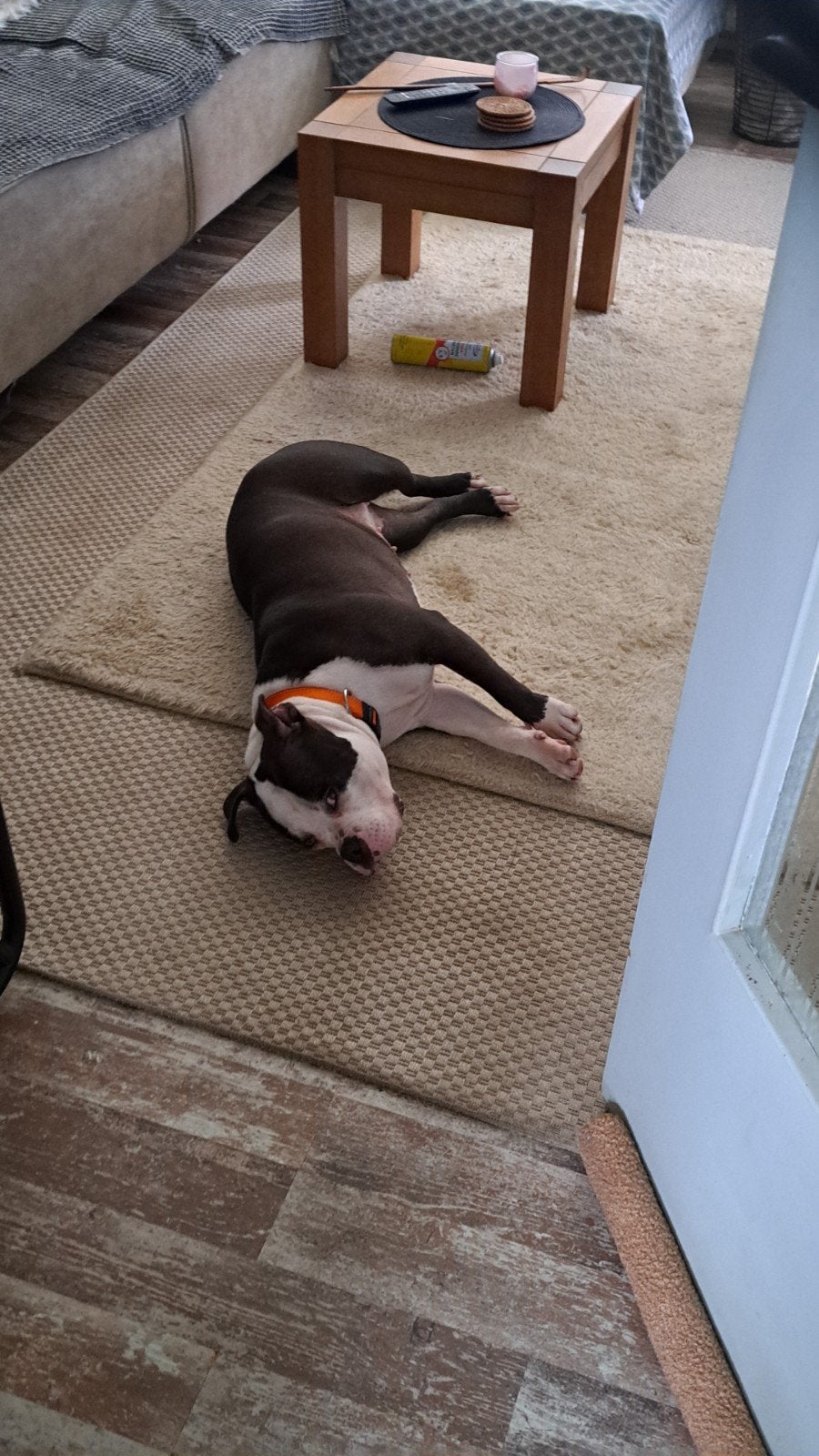 pocket bullie te koop teefje zwart-wit, Dieren en Toebehoren, 15 weken tot 1 jaar, Teef, Eén hond, Klein