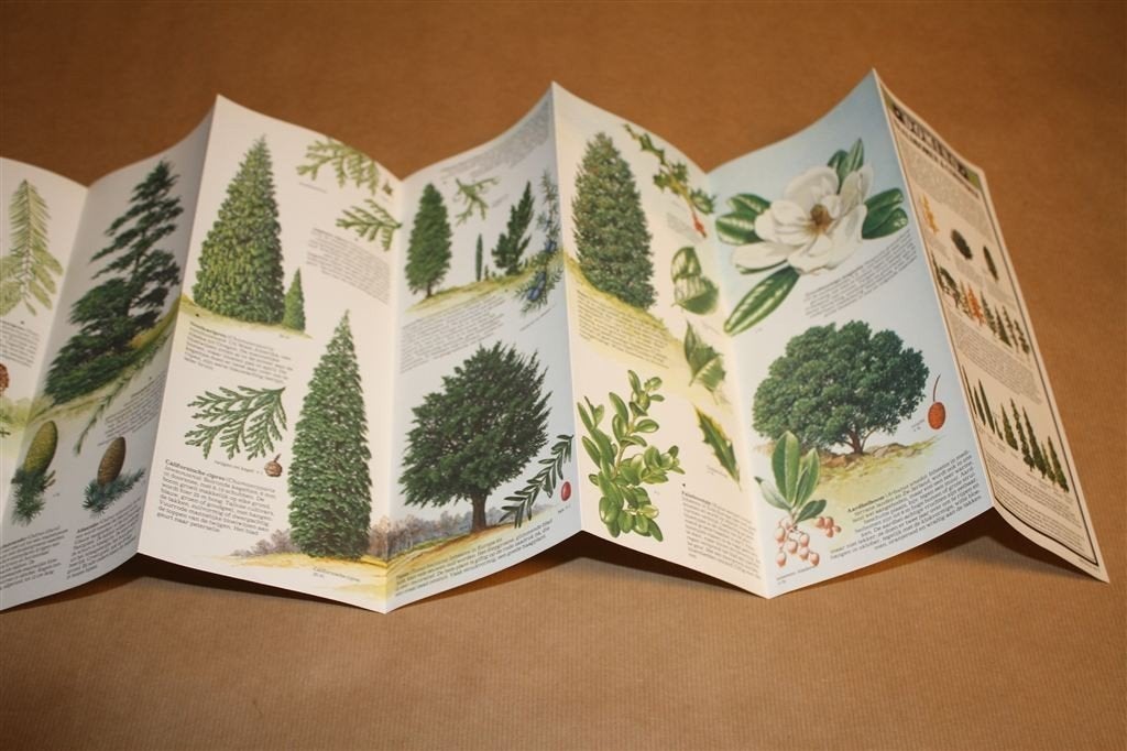 Naaldbomen & Coniferen in Kleur — Uitklapposter 1979, Boeken, Ophalen of Verzenden, Gelezen, Bloemen, Planten en Bomen