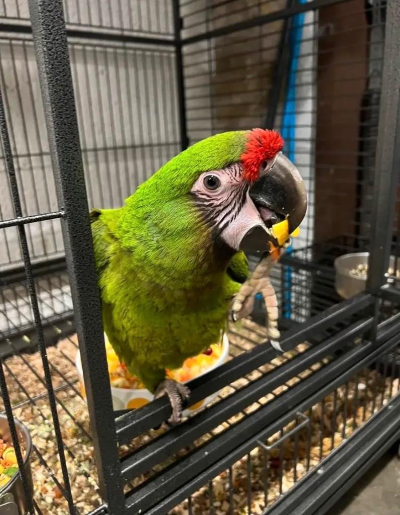 Ara Militaris, Dieren en Toebehoren, Vogels | Parkieten en Papegaaien, Papegaai, Mannelijk, Tam, Geringd