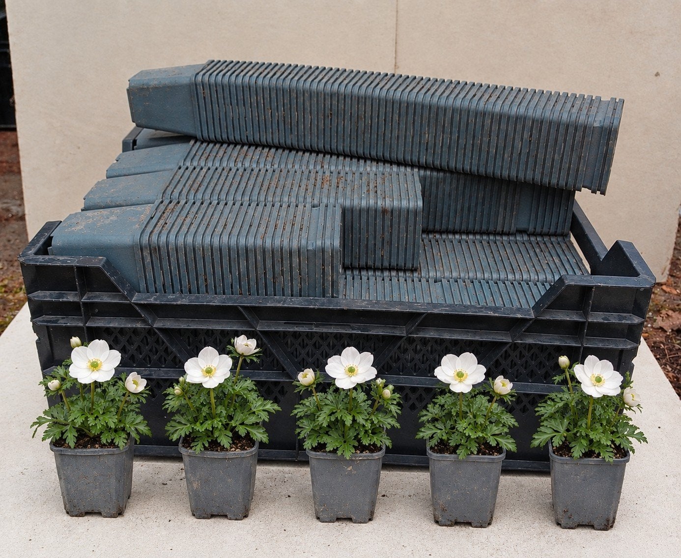 kweekpotten plantenpotten bloempotten p9 9x9x10 cm grijs, Gebruikt, Vierkant, Ophalen of Verzenden, Nvt