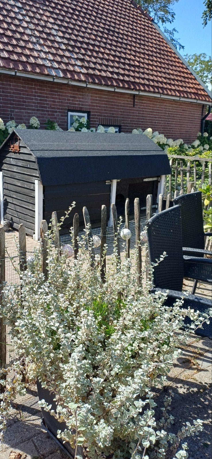 Gratis zeer groot konijnenhok kippenhok, Dieren en Toebehoren, Knaagdieren en Konijnen | Hokken en Kooien, Ophalen, 90 cm of meer