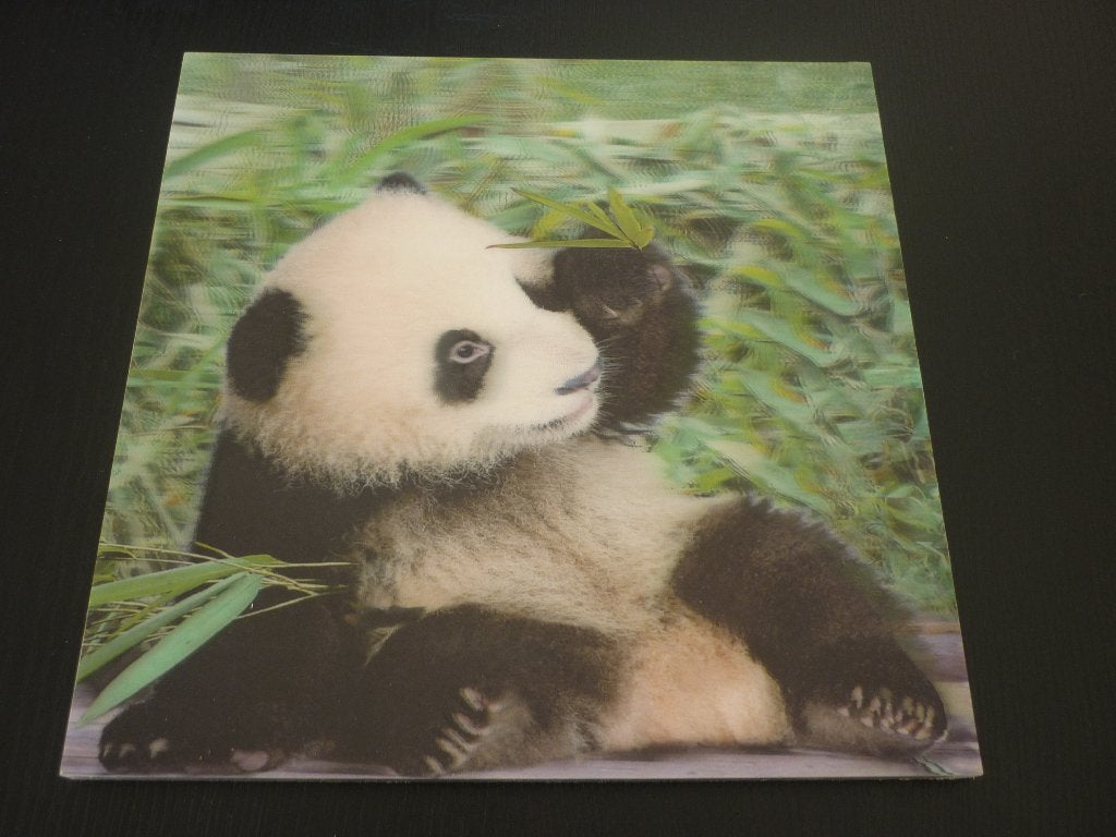 3D schilderij / afbeelding panda / jungle / natuur / dieren, Minder dan 50 cm, Ophalen of Verzenden, Zo goed als nieuw, Schilderij