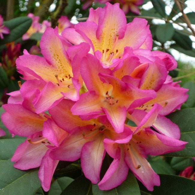 Partij Rhododendron Pivoine 40/60 cm, Tuin en Terras, Planten | Struiken en Hagen, Ophalen, Rhododendron, Minder dan 100 cm