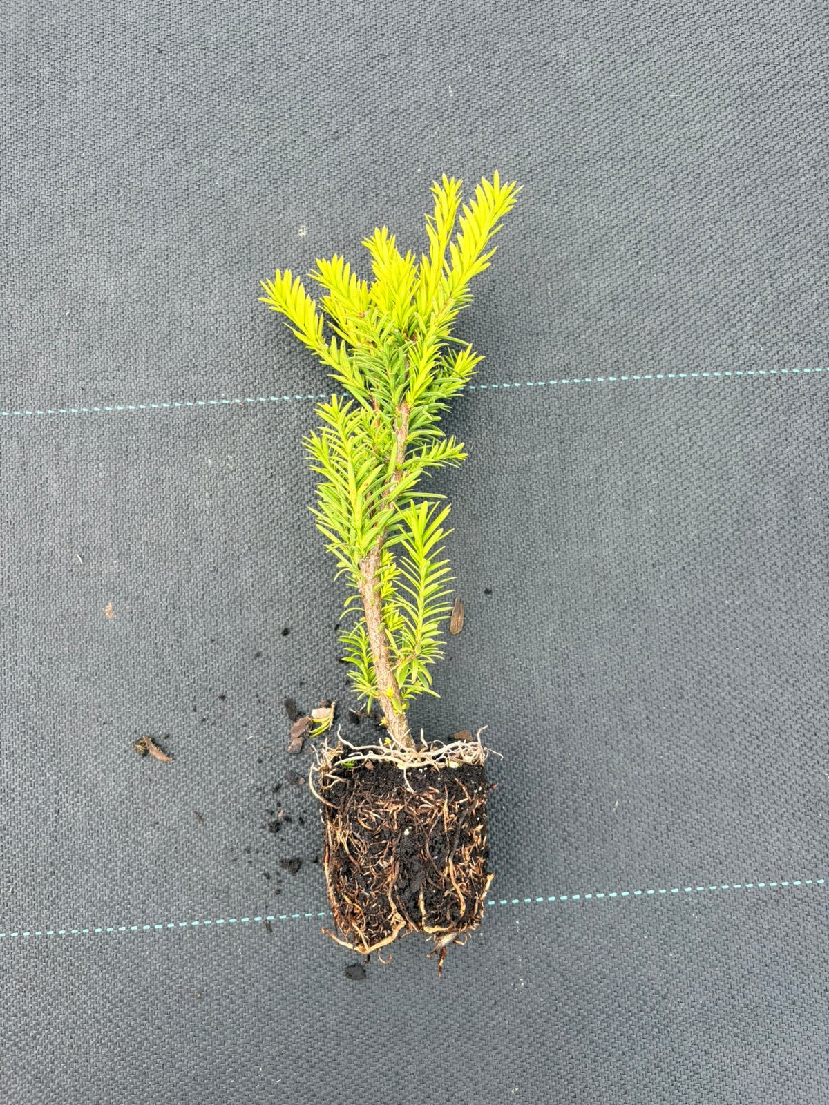Haag/ heg taxus baccata, Verzenden, Taxus, Minder dan 100 cm
