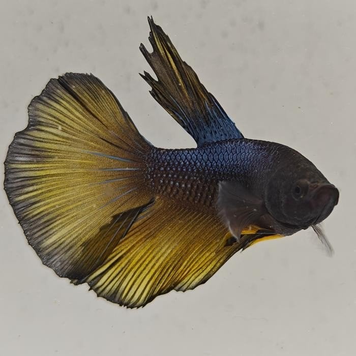 Betta splendens man 13, Vis