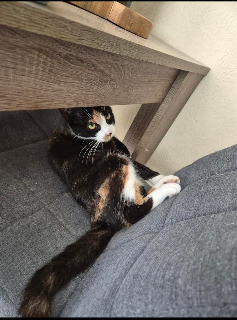 Knuffelkat (gereserveerd), Dieren en Toebehoren