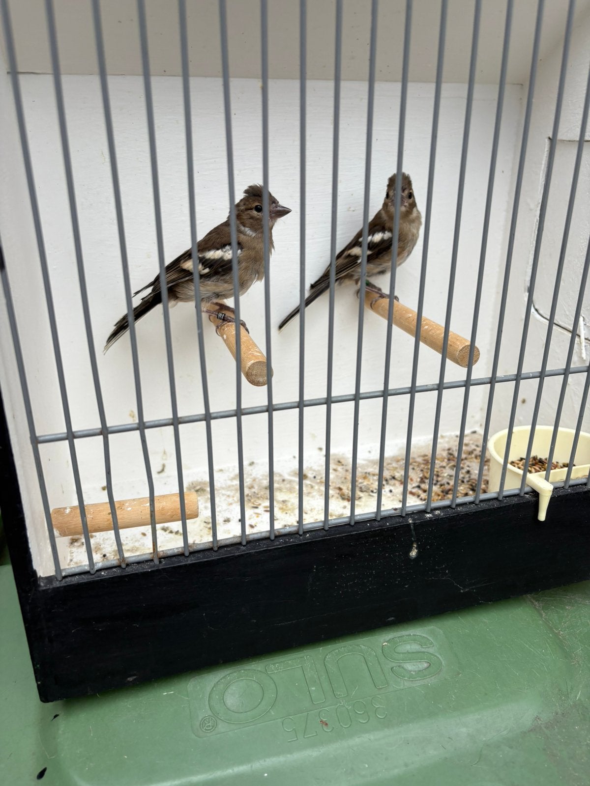 Vink poppen, Vrouwelijk, Wildzangvogel, Geringd