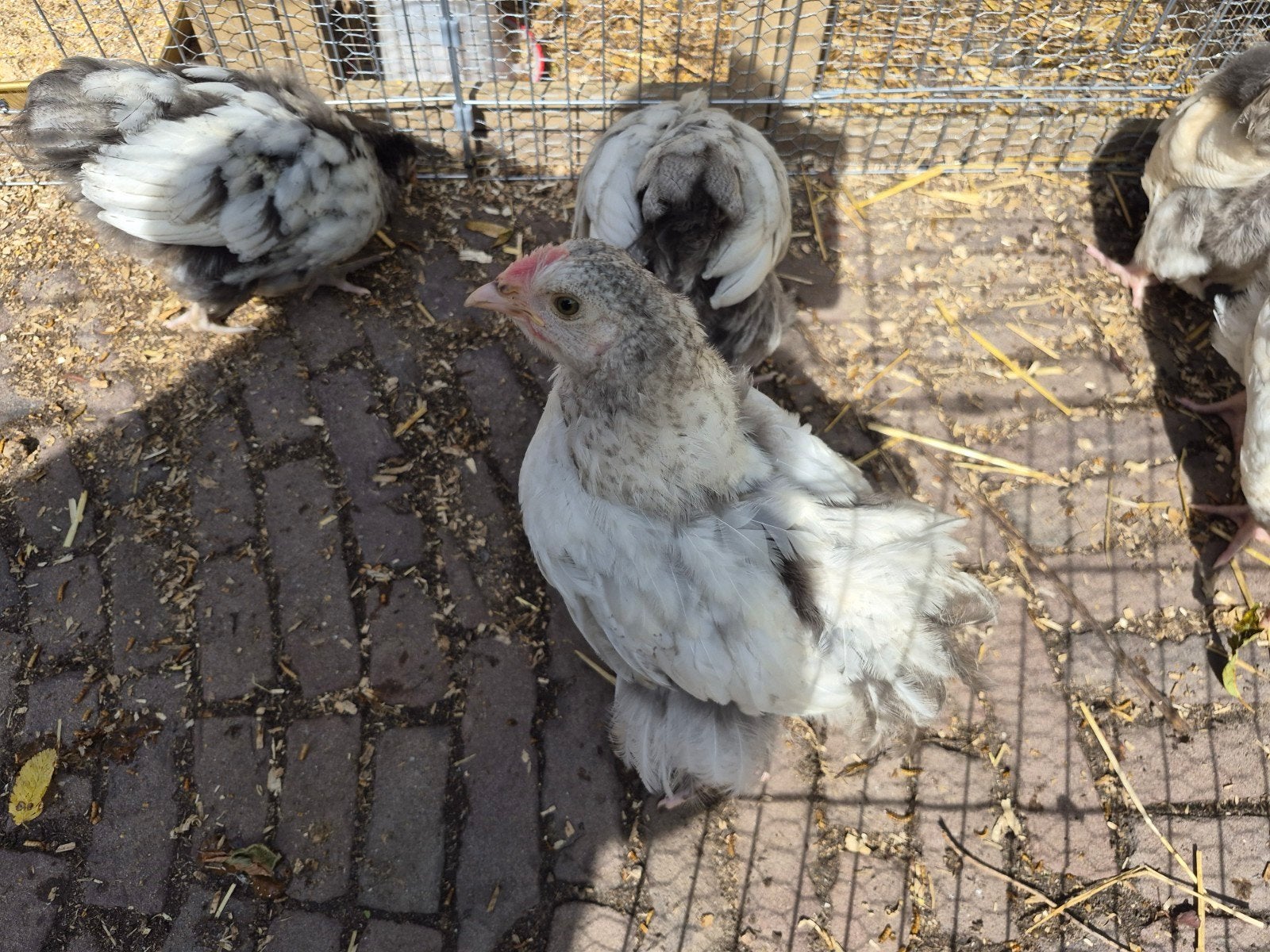 Orpington groot ( kuikens), Dieren en Toebehoren, Meerdere dieren, Kip
