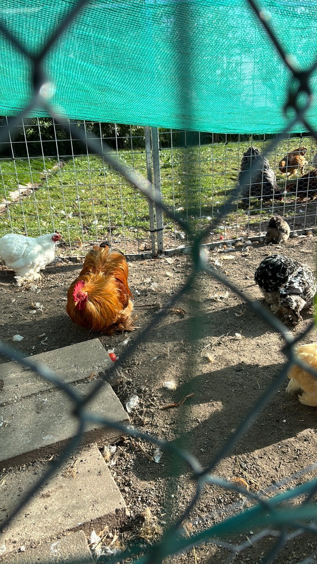 Mooie cochin hennen en hanen (kriel), Dieren en Toebehoren, Meerdere dieren, Kip